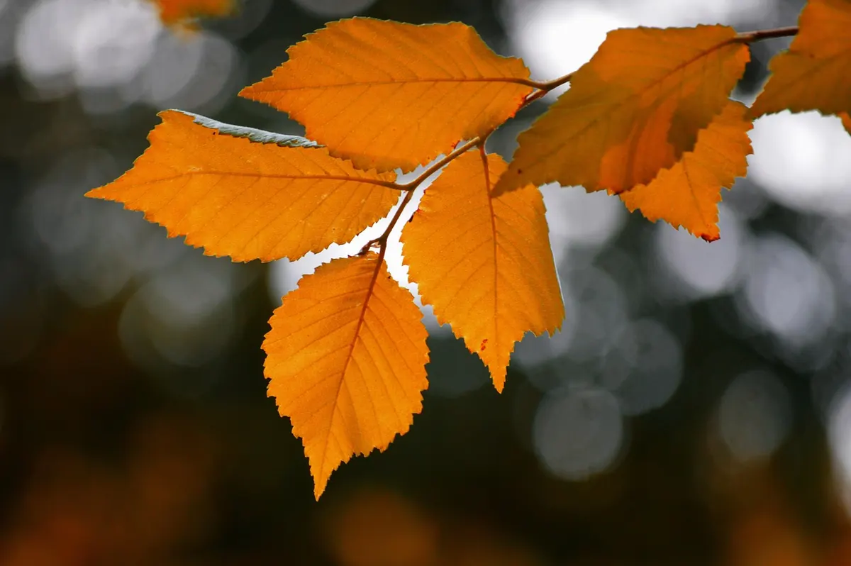 30 Autumn Writing Prompts for Rainy Afternoons